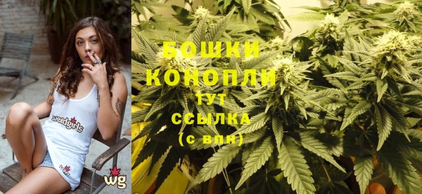 индика Бородино